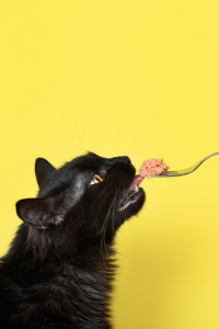 Thức ăn điều trị cho mèo