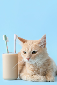 Vệ sinh & chăm sóc