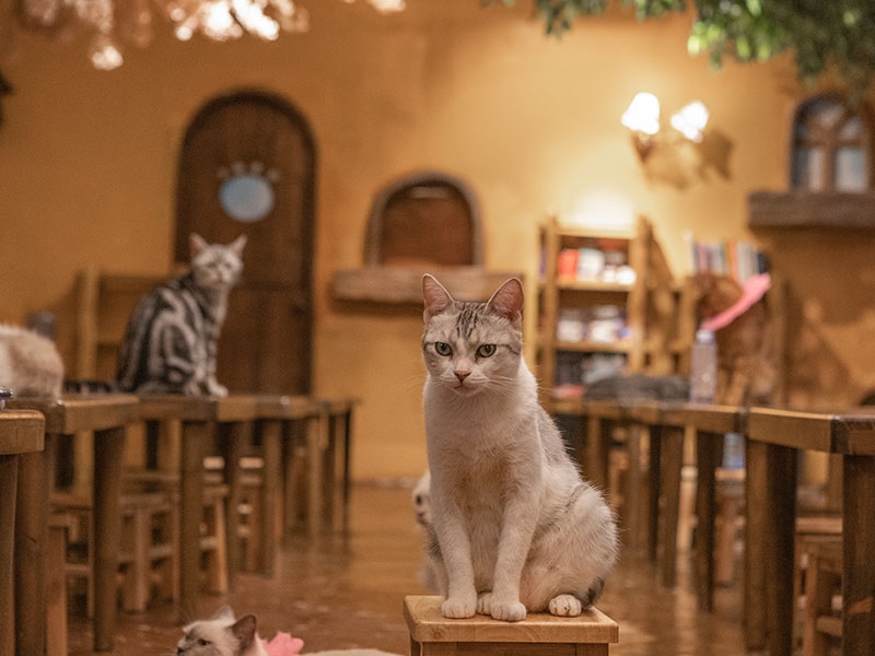 Cách chọn thức ăn cho cún con chất lượng dầy đủ dinh dưỡng