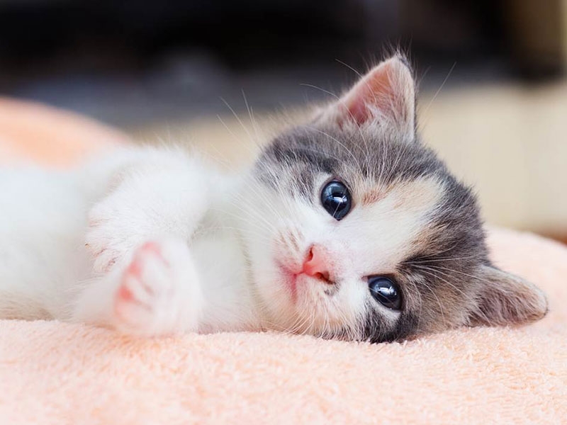 Bạn nên biết cách cho mèo ăn gì để lông mượt, dài, đẹp và không bị xơ? 